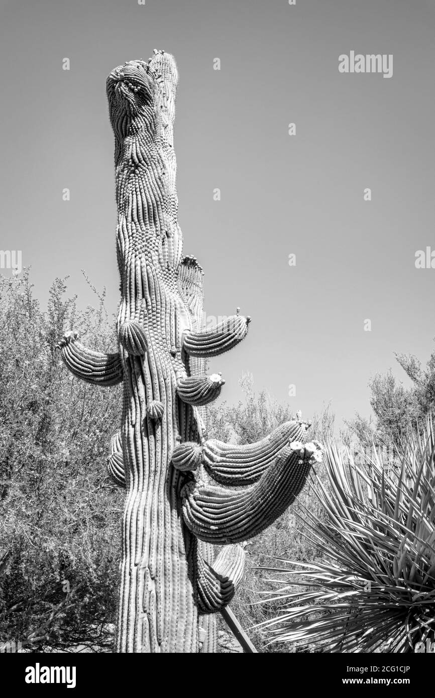 Cactus Gardens Stock Photo