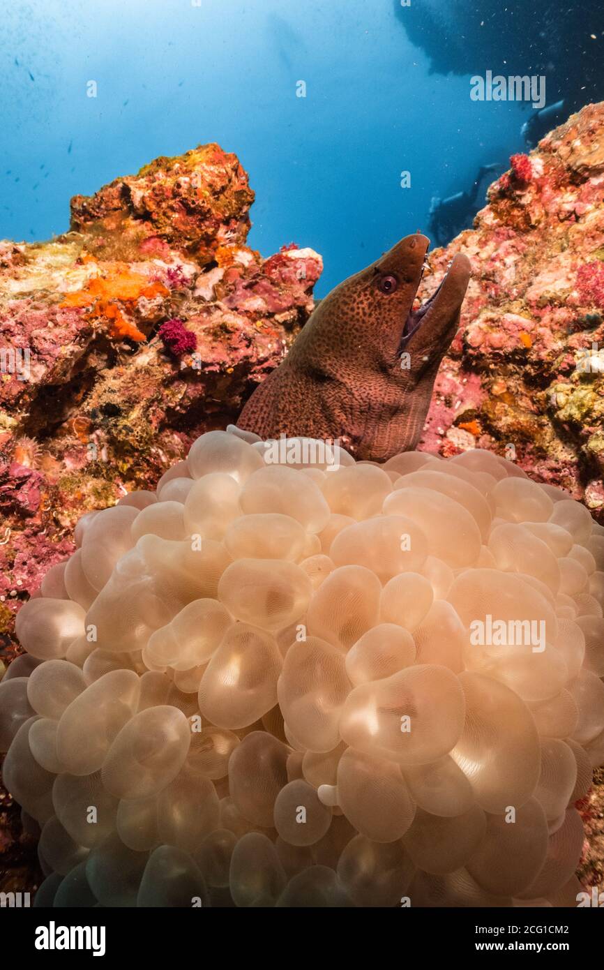 Moray eel hiding in bubble coral Stock Photo