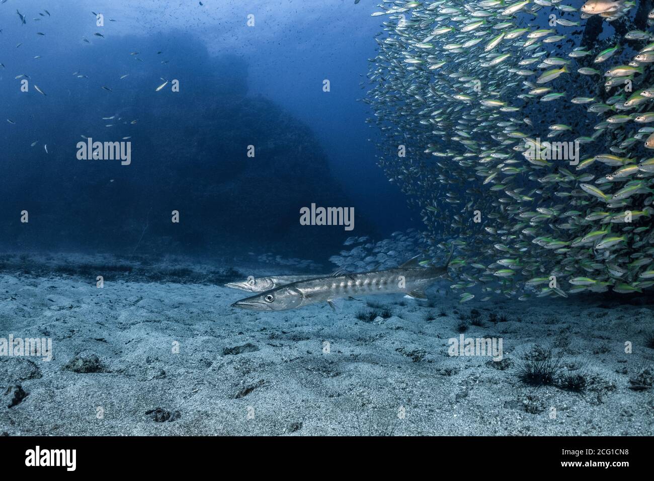 two barracuda come out of school of fish Stock Photo