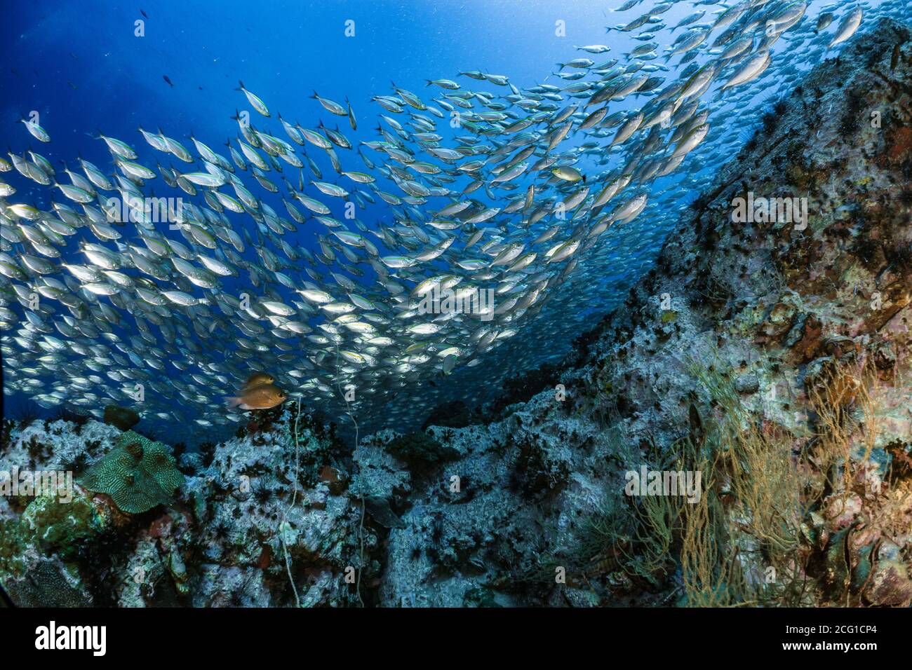 Big school of fish on coral reef  Stock Photo