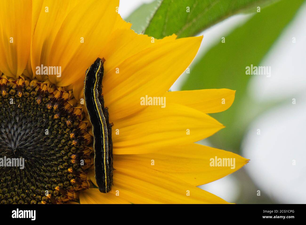 Caterpillar on sunflower hires stock photography and images Alamy