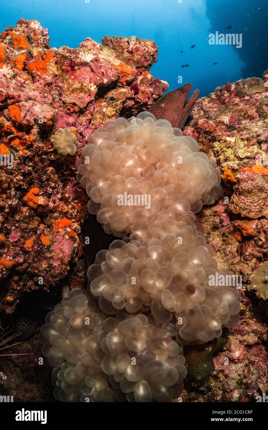 Moray eel hiding in bubble coral Stock Photo Alamy