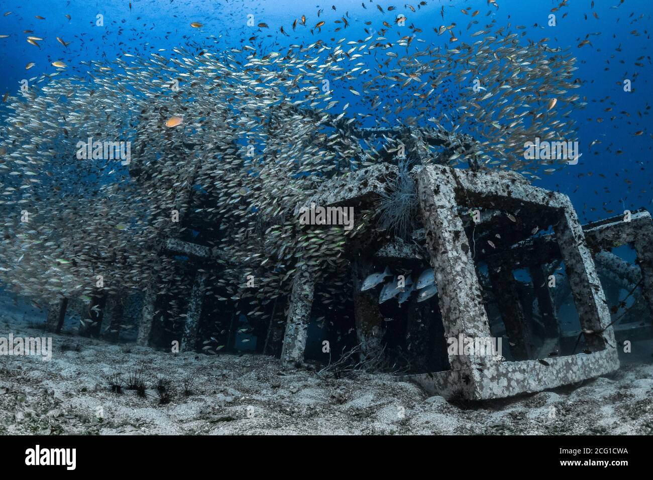 Big school of fish on manmade artificial reef  Stock Photo