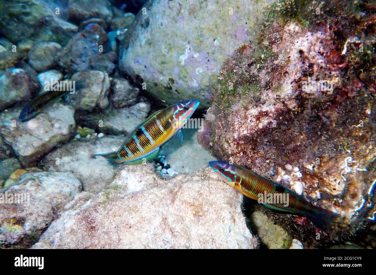 Thallasoma Pavo - Female Ornate wrasse fishes in swimming motion under the sea at Mediterranean Stock Photo