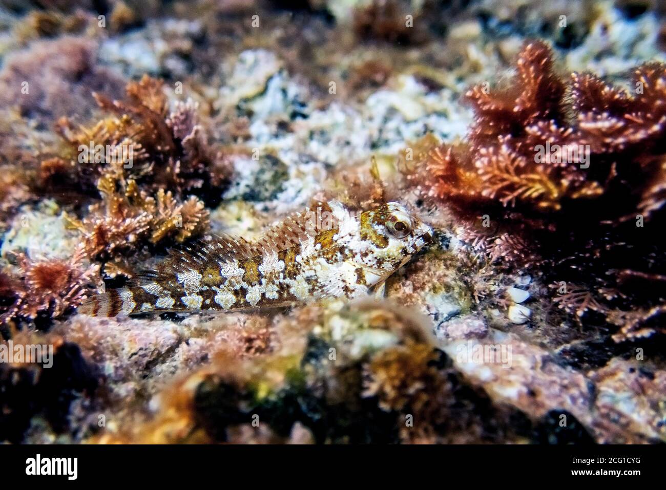 Combtooth Mediterranean blenny fish - Lipophrys trigloides Stock Photo