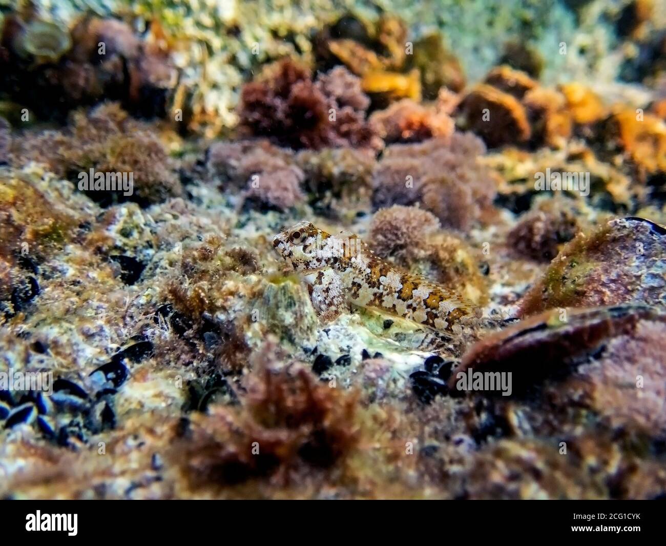 Combtooth Mediterranean blenny fish - Lipophrys trigloides Stock Photo