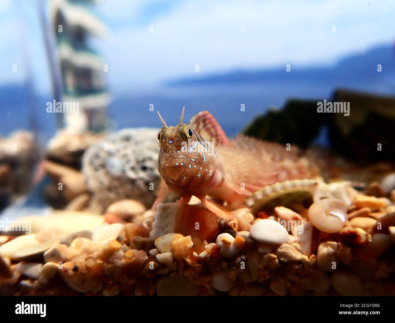 Sphinx blenny Mediterranean fish - (Aidablennius sphynx) Stock Photo