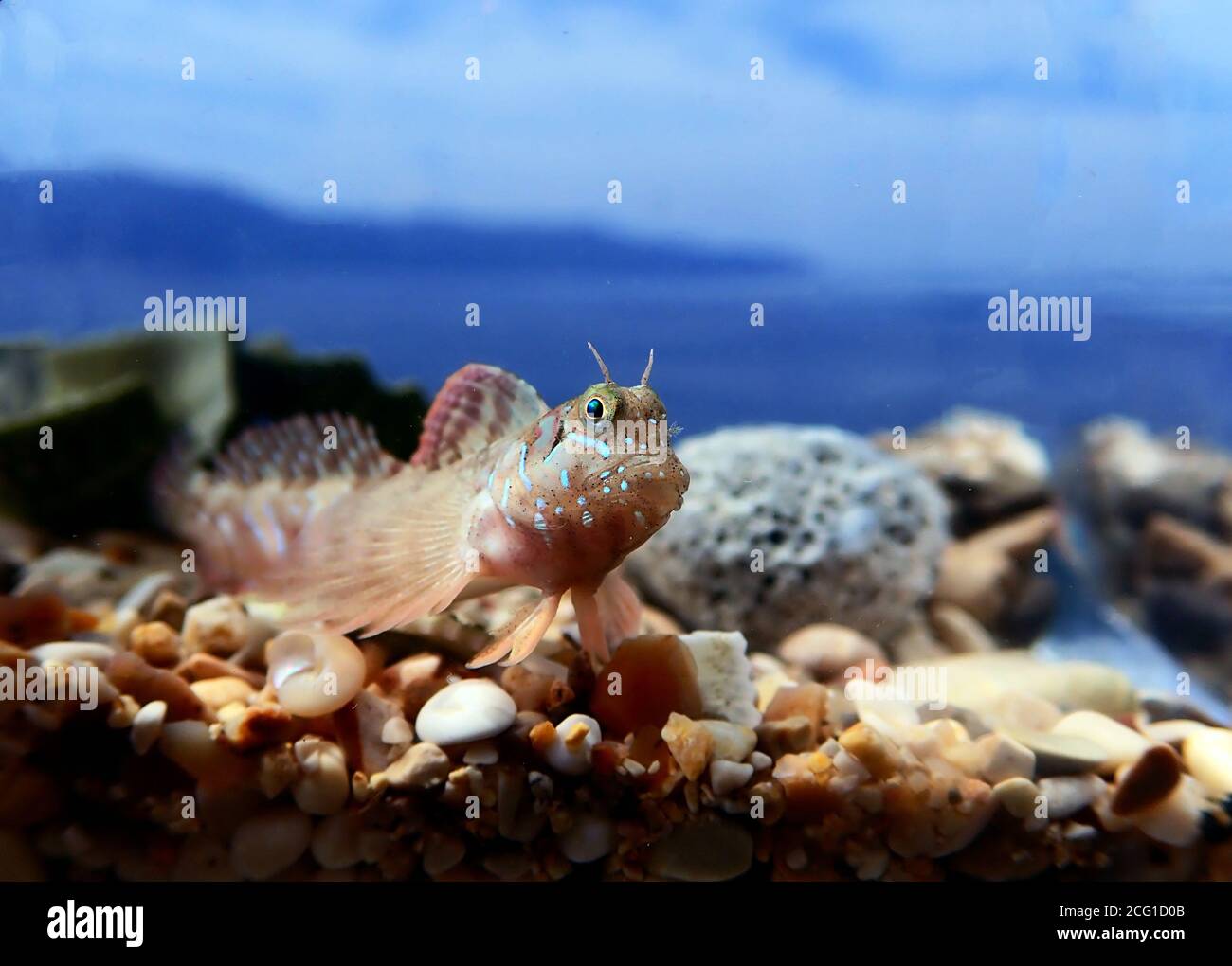 Sphinx blenny Mediterranean fish - (Aidablennius sphynx) Stock Photo