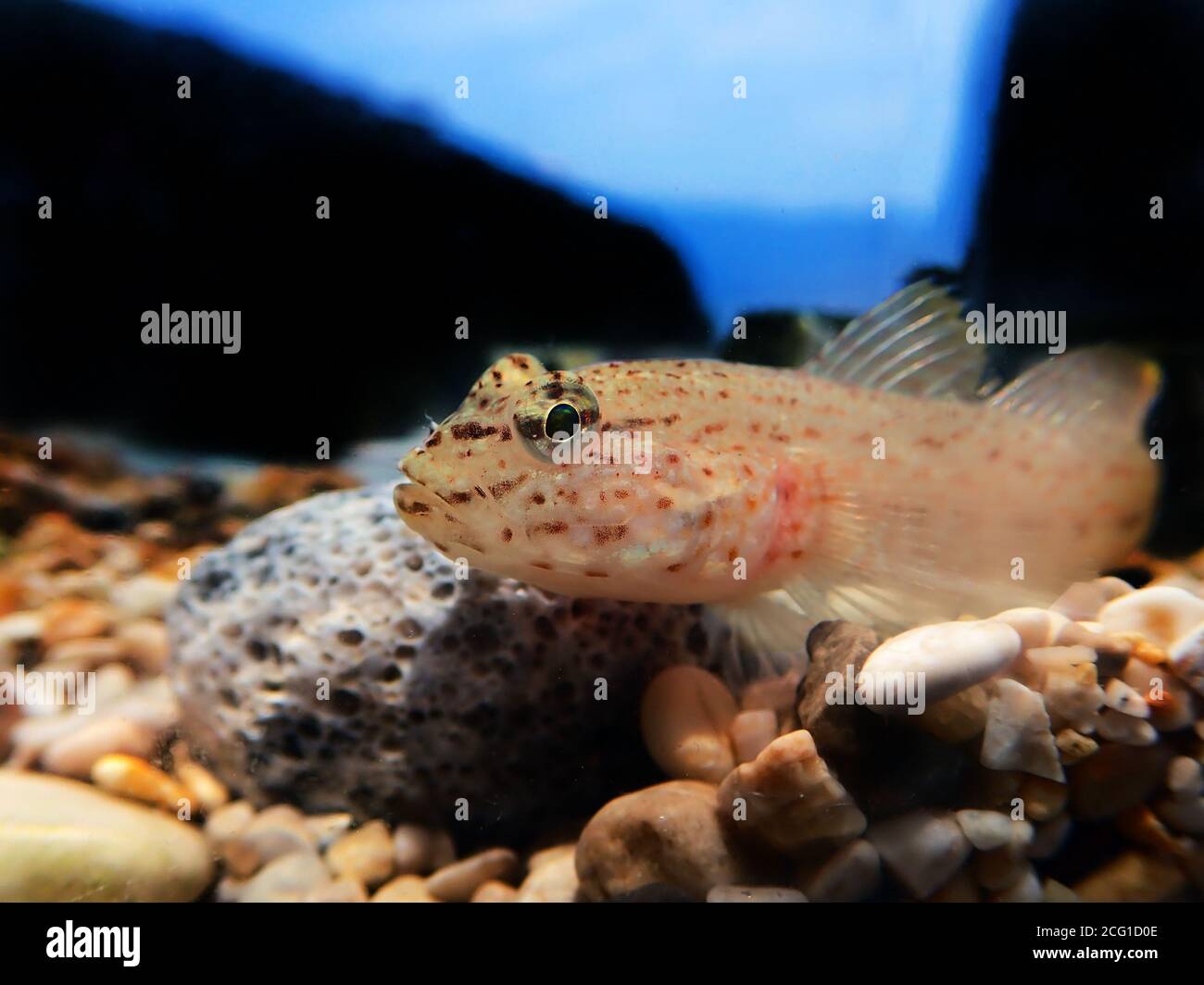 Bucchich's Mediterranean sea goby fish - Gobius bucchichi Stock Photo