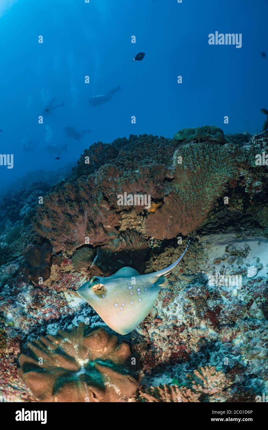 blue spotted sting ray on coral reef with scuba divers Stock Photo