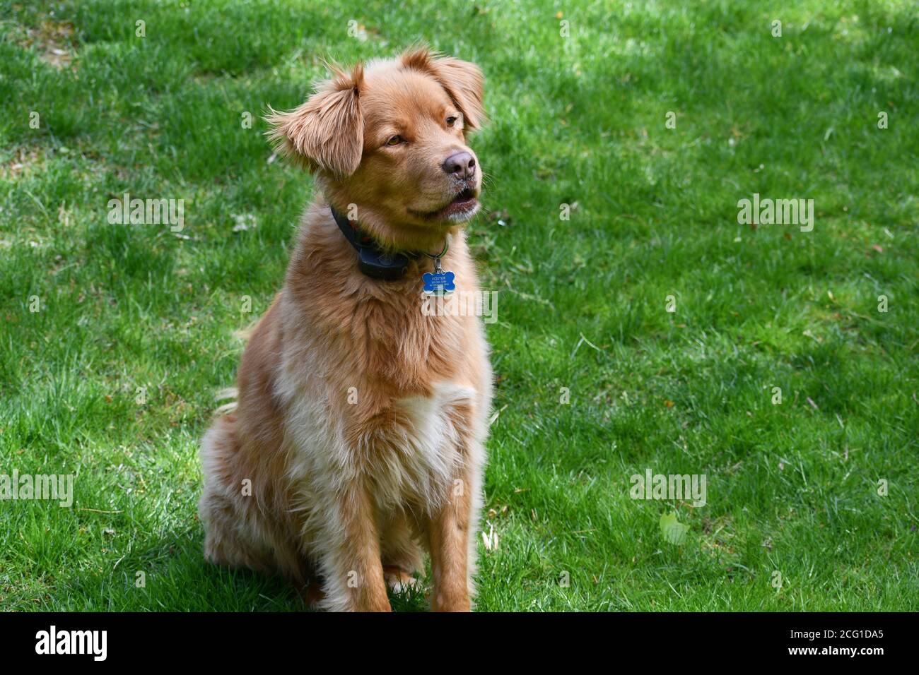 An adorable duck tolling retriever sitting on a green lawn Stock Photo
