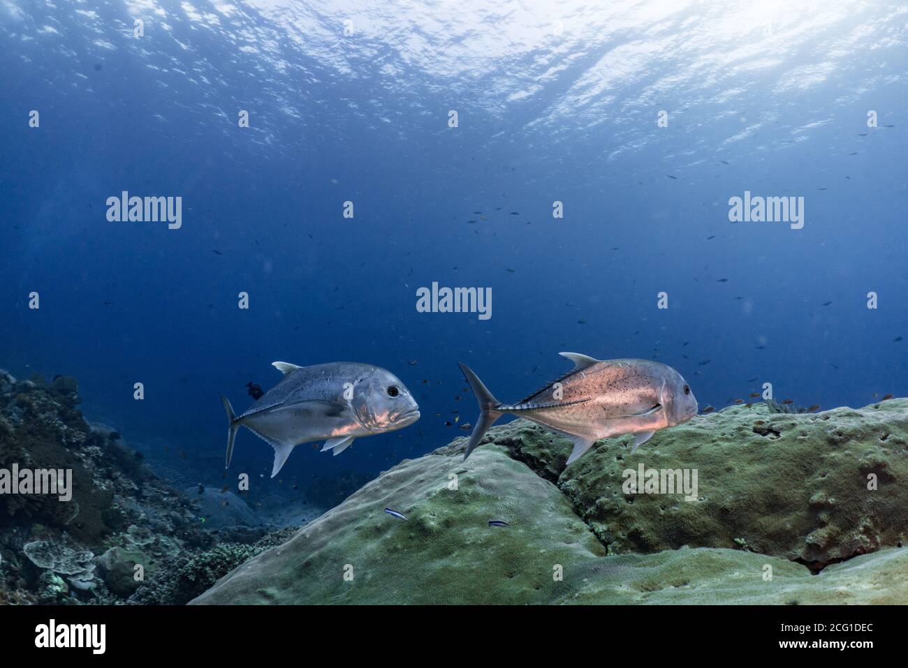 Jack fish on a coral reef Stock Photo