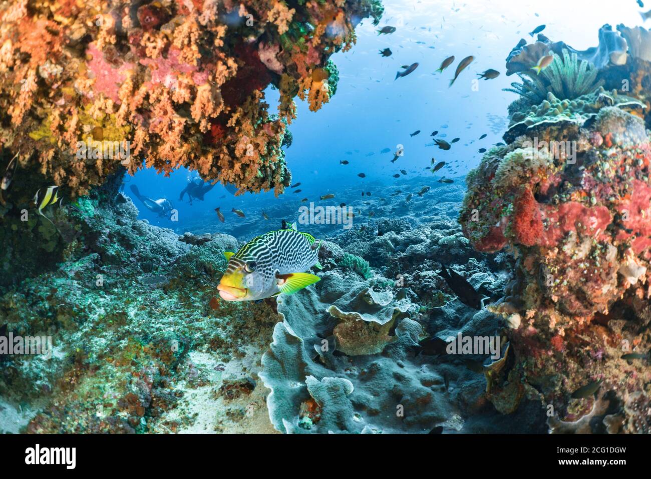 Sweet lips Scuba divers swim through a group of various fish on a coral reef Stock Photo