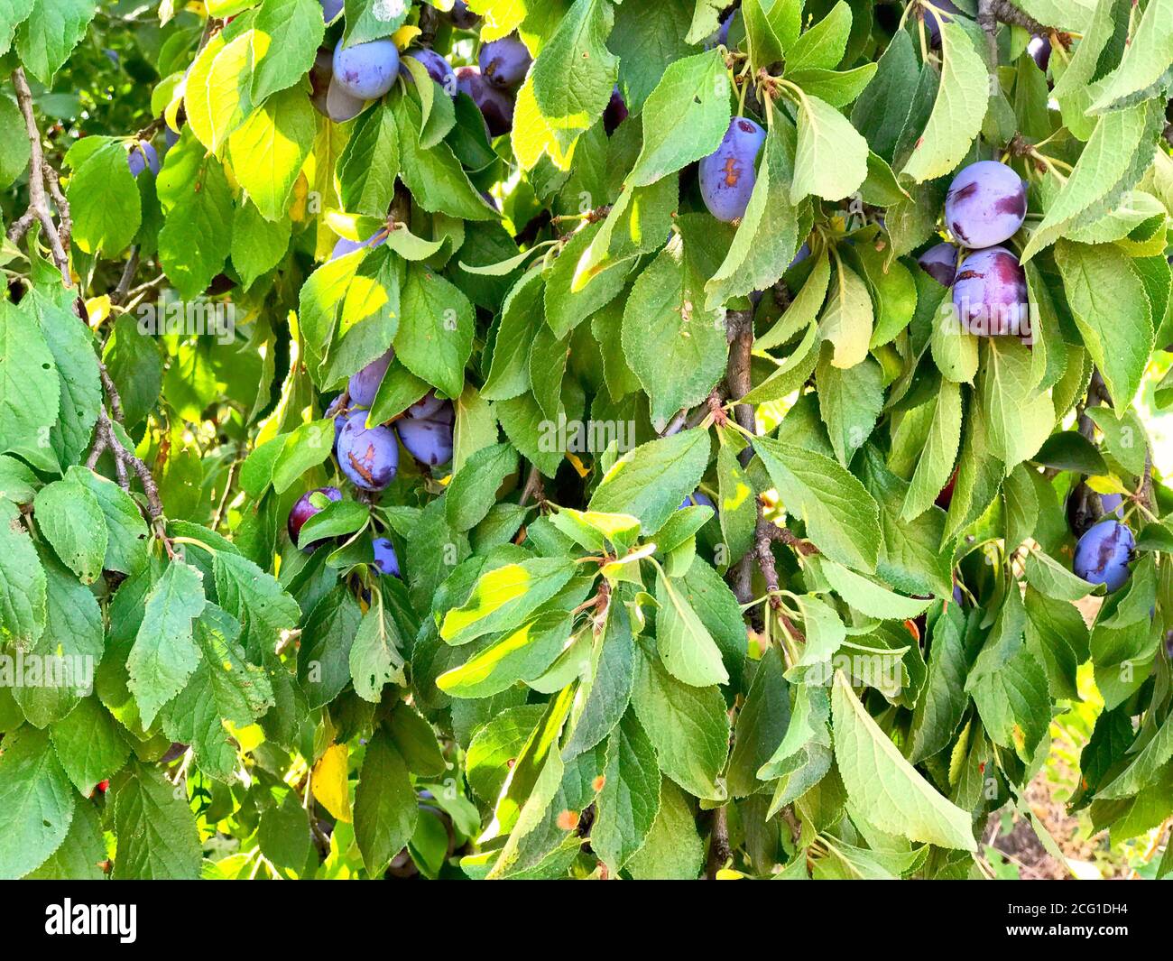 Ripe blue plums on a tree with green foliage in the summer garden Stock