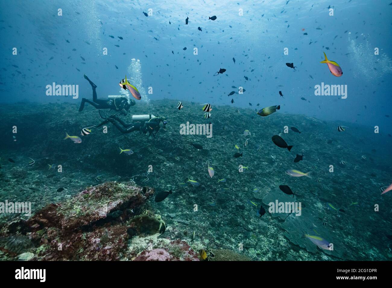 Scuba divers swim through a group of various fish on a coral reef Stock Photo