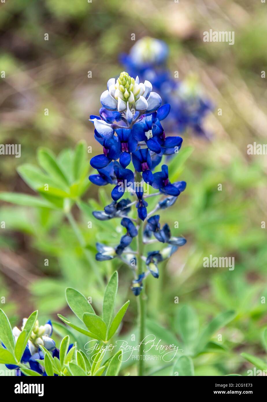 Bluebonnet the state flower of Texas Stock Photo - Alamy