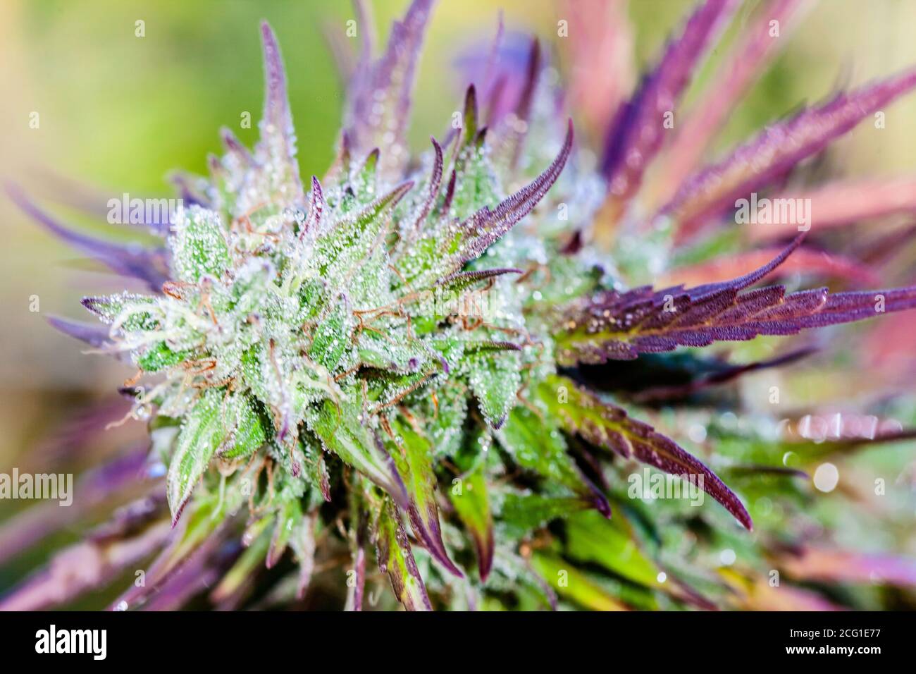 marijuana Cannabis plant outdoors bug flower bud. High quality photo Stock Photo
