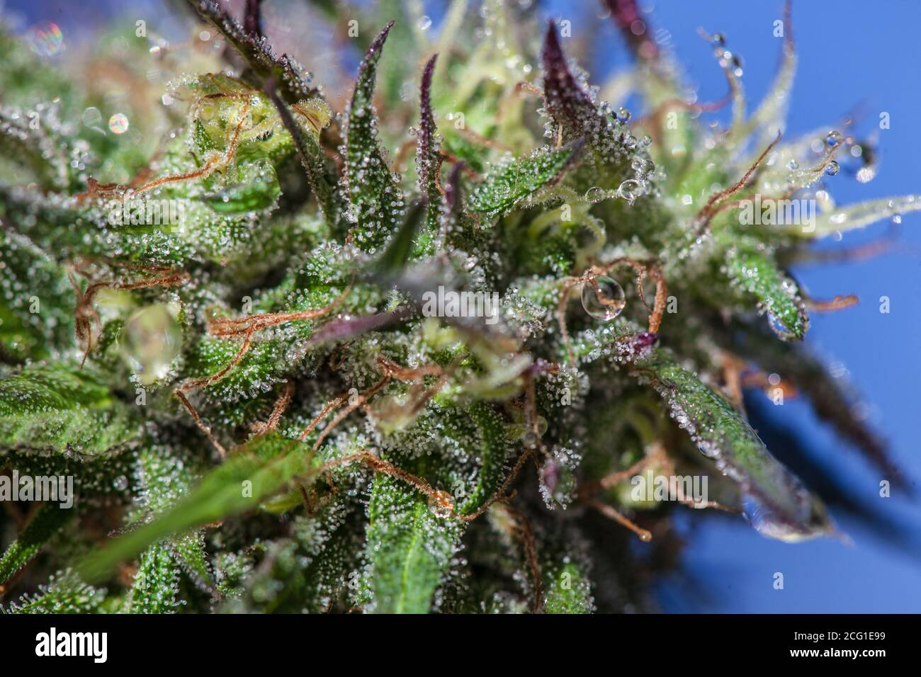 water droplet on marijuana plant. High quality photo Stock Photo