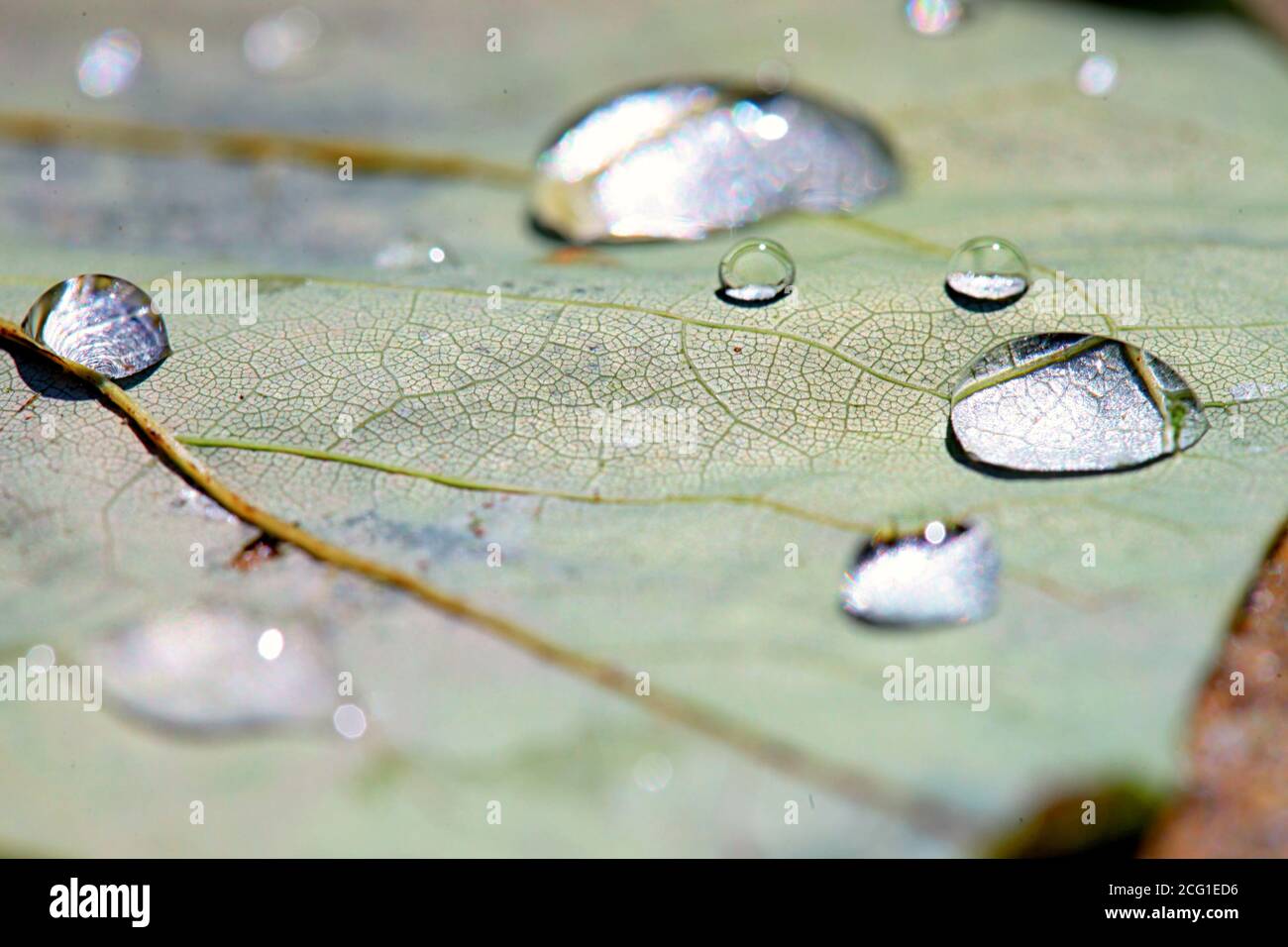 Macro water droplets on fallen leaf. High quality photo Stock Photo