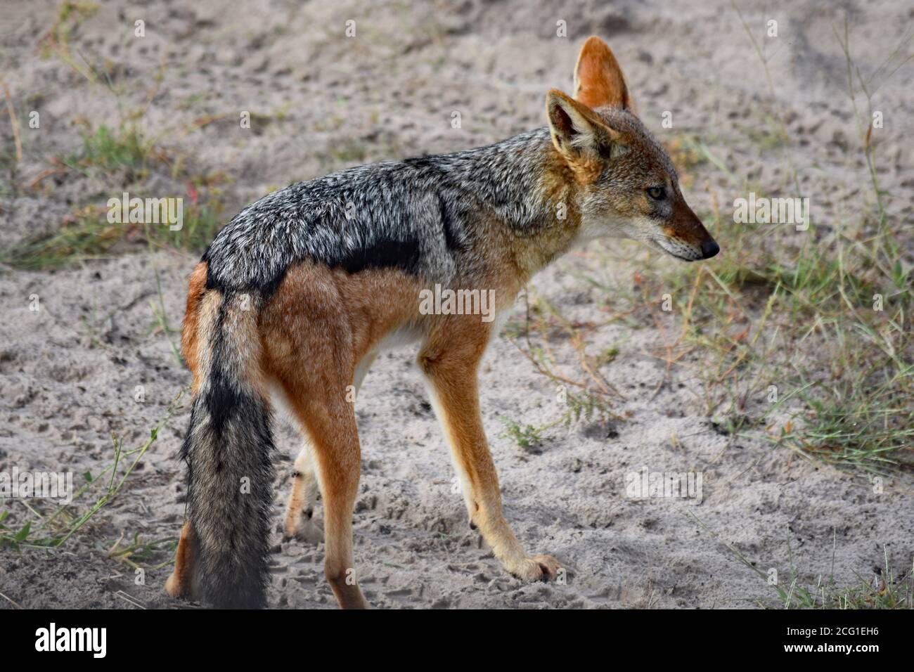 A side view of a Black-Backed Jackal (Canis mesomelas or Lupulella mesomelas) looking away from the camera in Chobe national Park, Botswana, Africa. Stock Photo