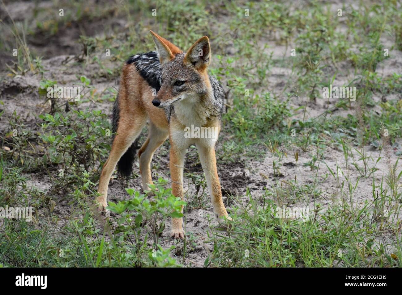 A Black-Backed Jackal (Canis mesomelas or Lupulella mesomelas) looking alert stood on sand with foliage growing in Chobe National Park, Botswana Stock Photo