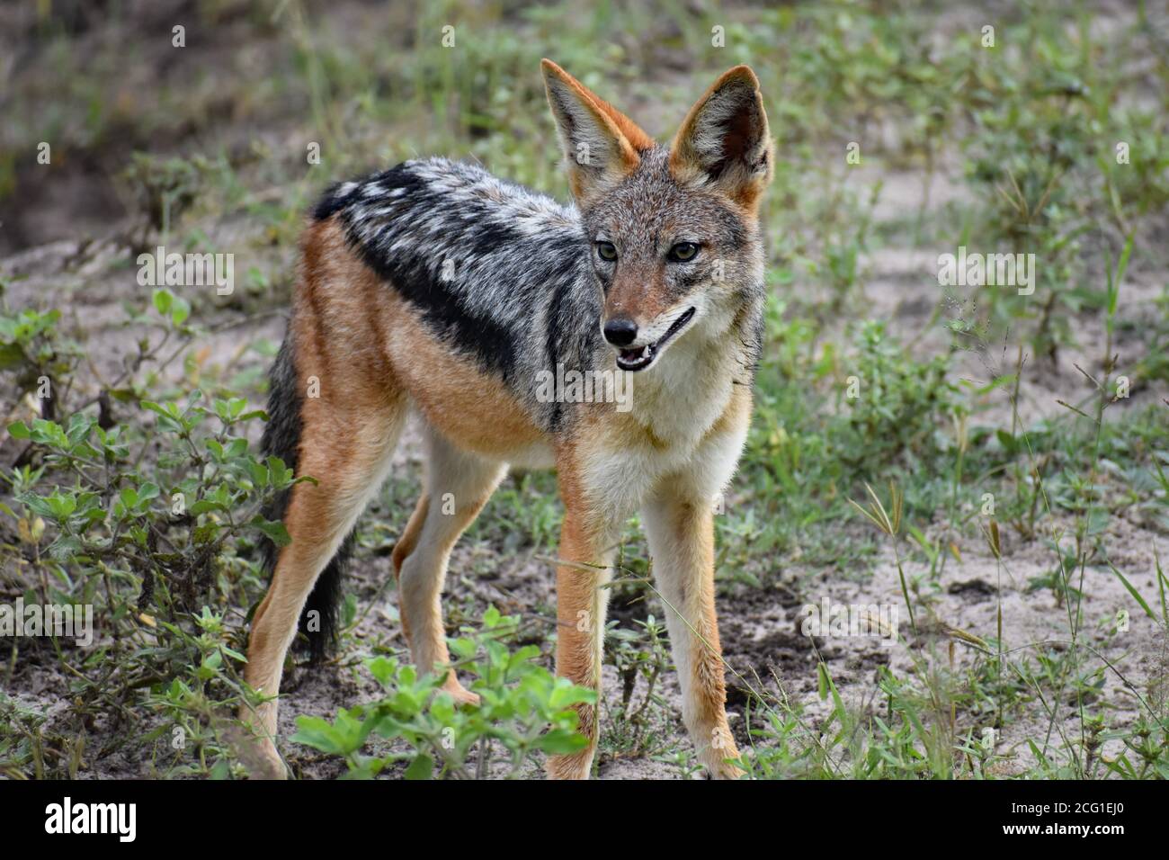 A Black-Backed Jackal (Canis mesomelas or Lupulella mesomelas) seen during a game drive whilst on safari in Chobe National Park, Botswana, Africa. Stock Photo