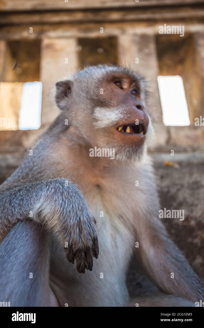 temple monkey bali. High quality photo Stock Photo