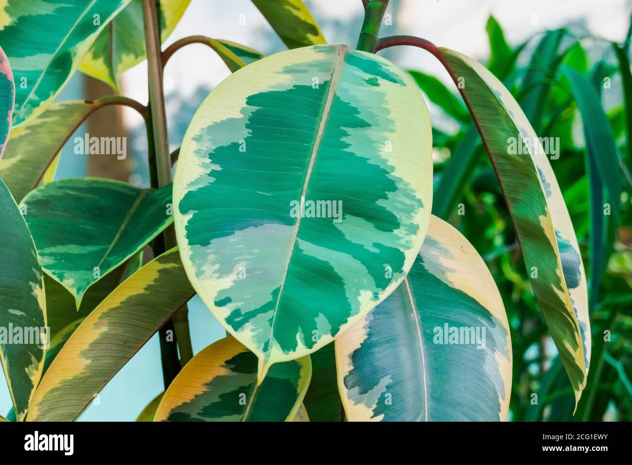plant variegated rubber tree Stock Photo Alamy
