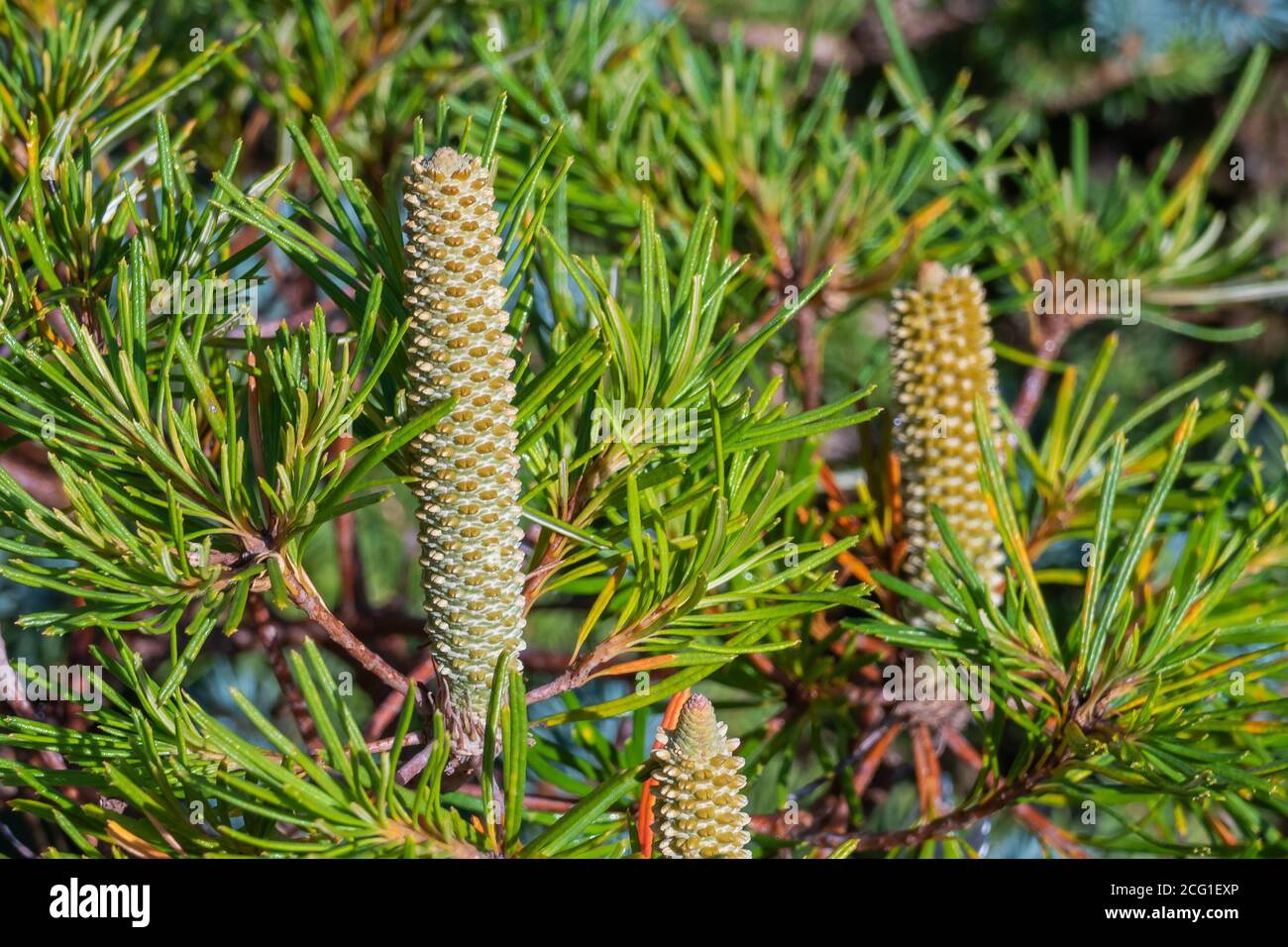 Banksia Birthday Candles outdoors and sunlight in summer Stock Photo