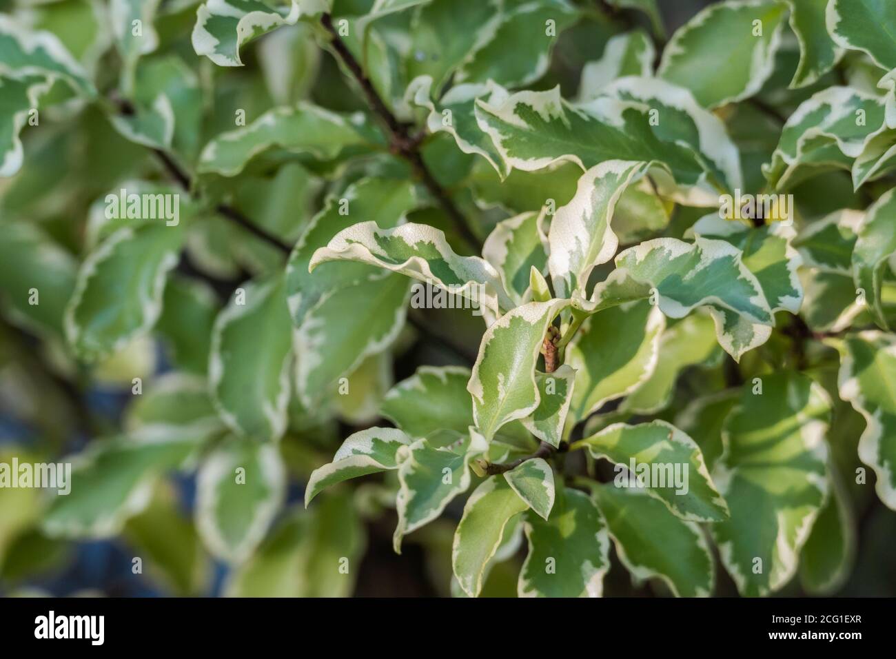 variegated pittosporum leaves with sunlight Stock Photo