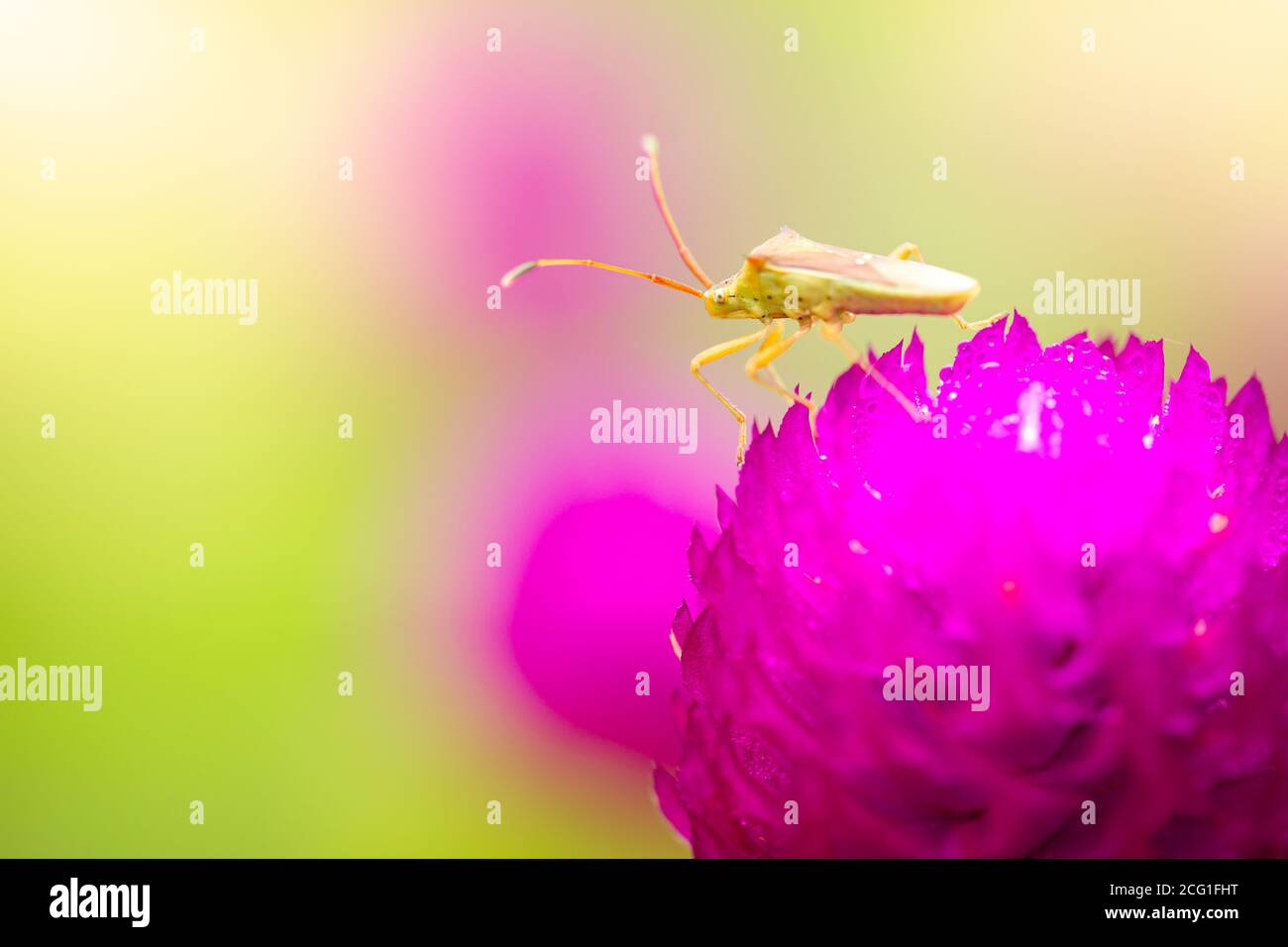 A small green insect on purple flowers blooming in a refreshing morning. The Stink bug is pollinating flowers in the forest. The concept of nature and Stock Photo
