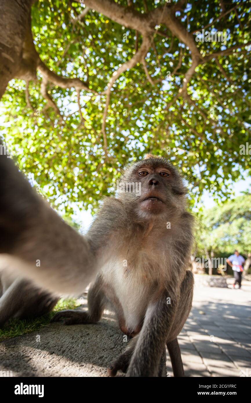 monkey selfie photo