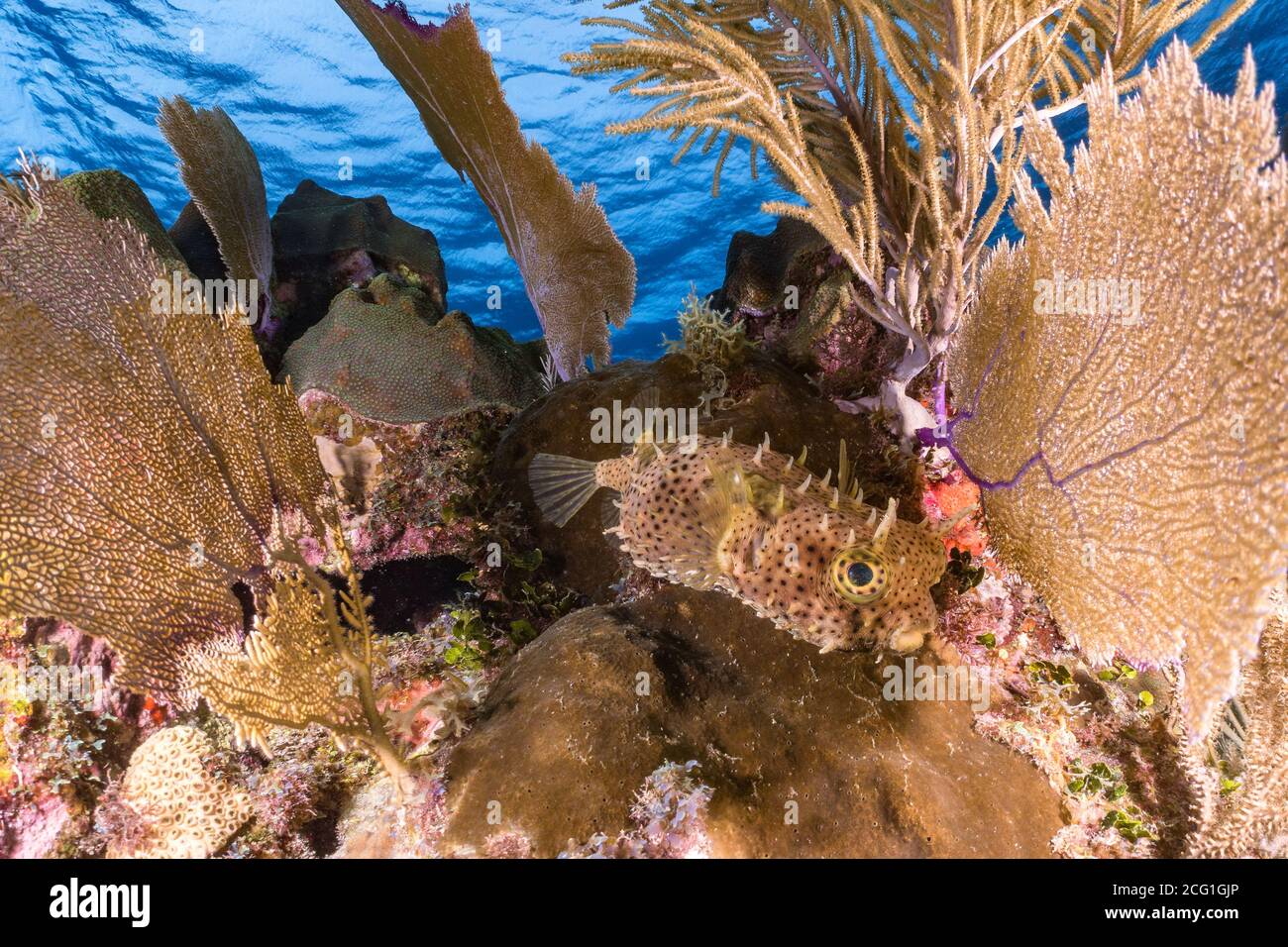Coral reef underwater in the ocean. High quality photo Stock Photo
