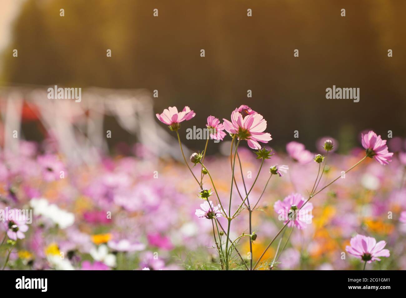 Fields of wild flowers hi-res stock photography and images - Alamy