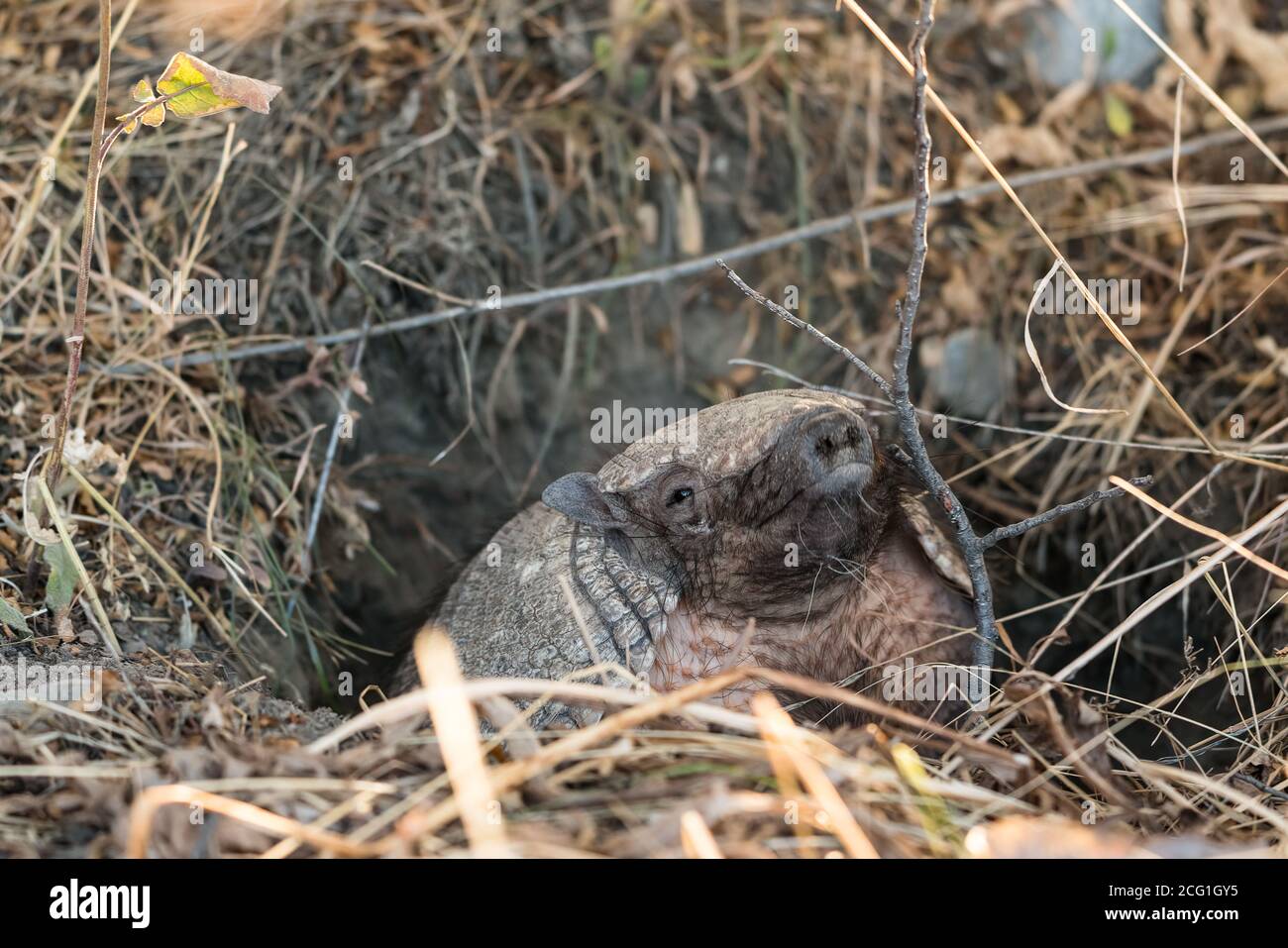 The Big Hairy Armadillo, Chaetophractus villosus, is the largest and most numerous of the armadillo species in South America.  Los Glaciares National Stock Photo