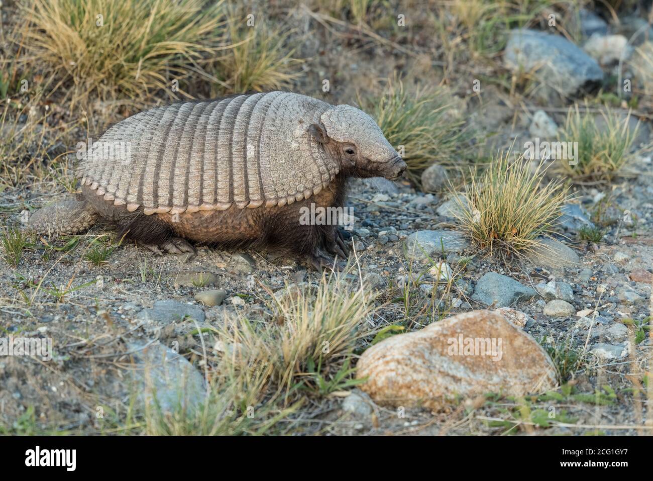 The Big Hairy Armadillo, Chaetophractus villosus, is the largest and most numerous of the armadillo species in South America. Los Glaciares National Stock Photo - Alamy The Big Hairy Armadillo, Chaetophractus villosus, is the largest and most numerous of the armadillo species in South America. Los Glaciares National Stock Photo - Alamy