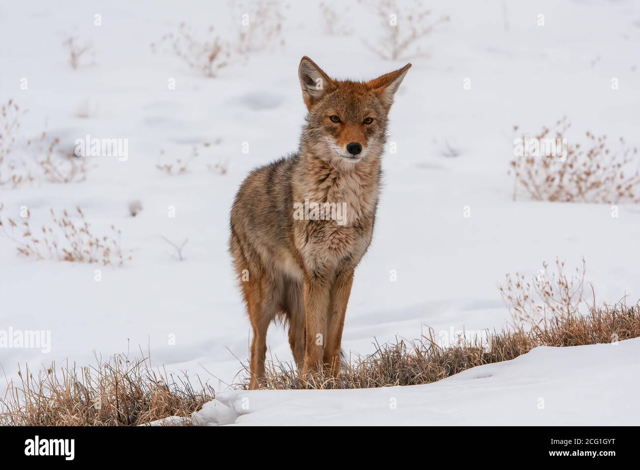 Conservation coyote hires stock photography and images Alamy