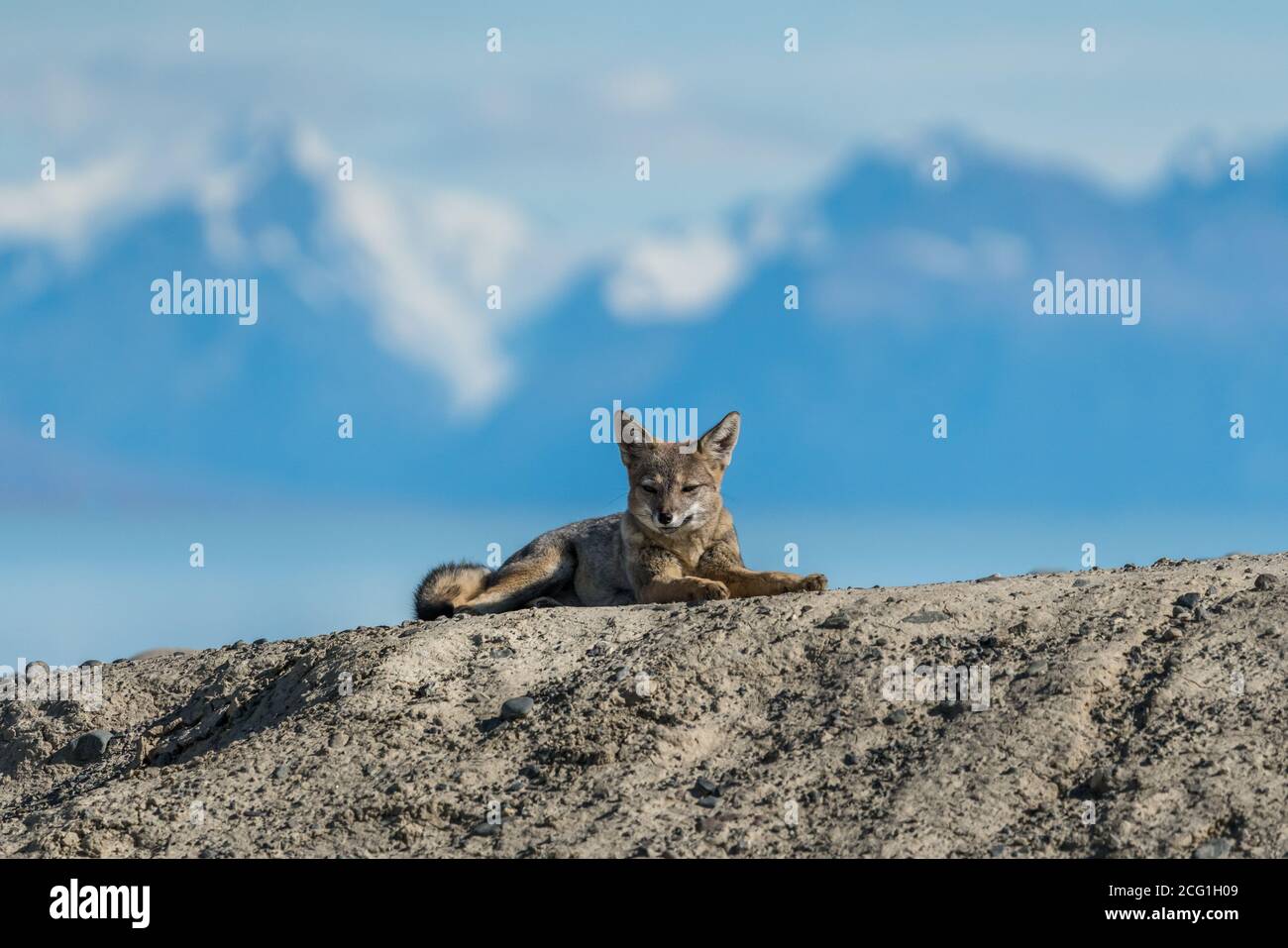 The South American Gray Fox, Lycalopex griseus, is also known as the chilla, the gray zorro or the Patagonia Fox. They are commonly found throughout P Stock Photo