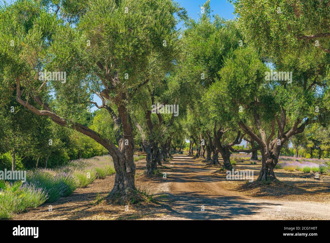 View of oak alley plantation hi-res stock photography and images - Alamy