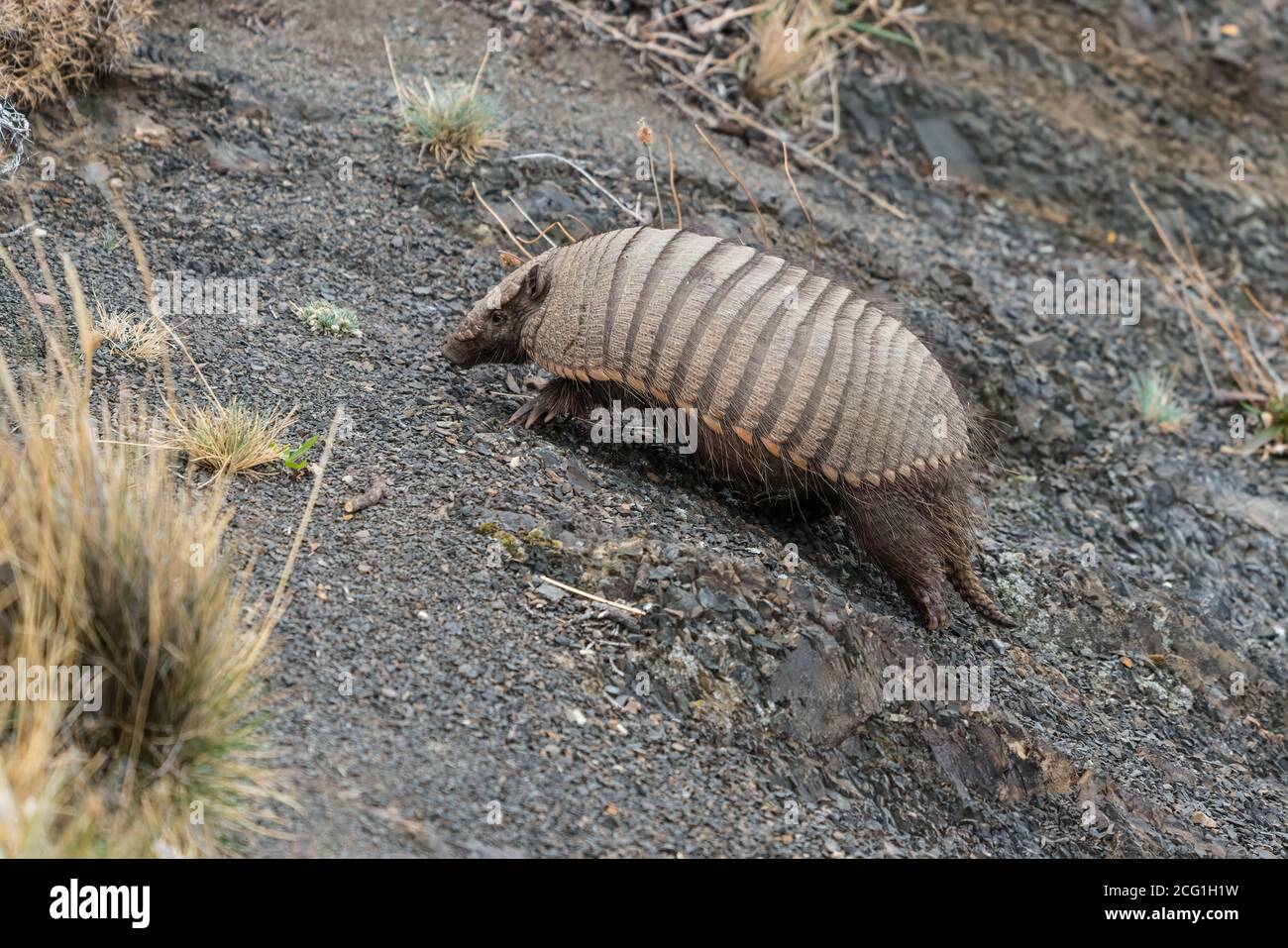 The Big Hairy Armadillo, Chaetophractus villosus, is the largest and most numerous of the armadillo species in South America.  Torres del Paine Nation Stock Photo