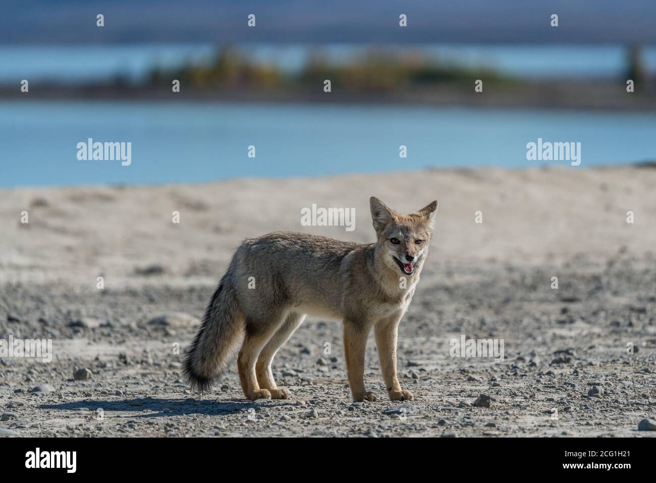 The South American Gray Fox, Lycalopex griseus, is also known as the chilla, the gray zorro or the Patagonia Fox. They are commonly found throughout P Stock Photo