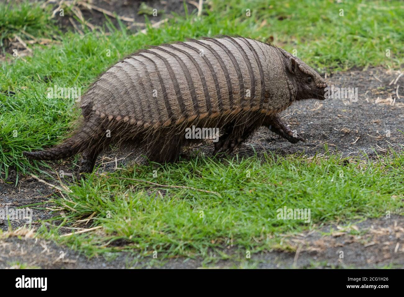 The Big Hairy Armadillo, Chaetophractus villosus, is the largest and most numerous of the armadillo species in South America.  Torres del Paine Nation Stock Photo