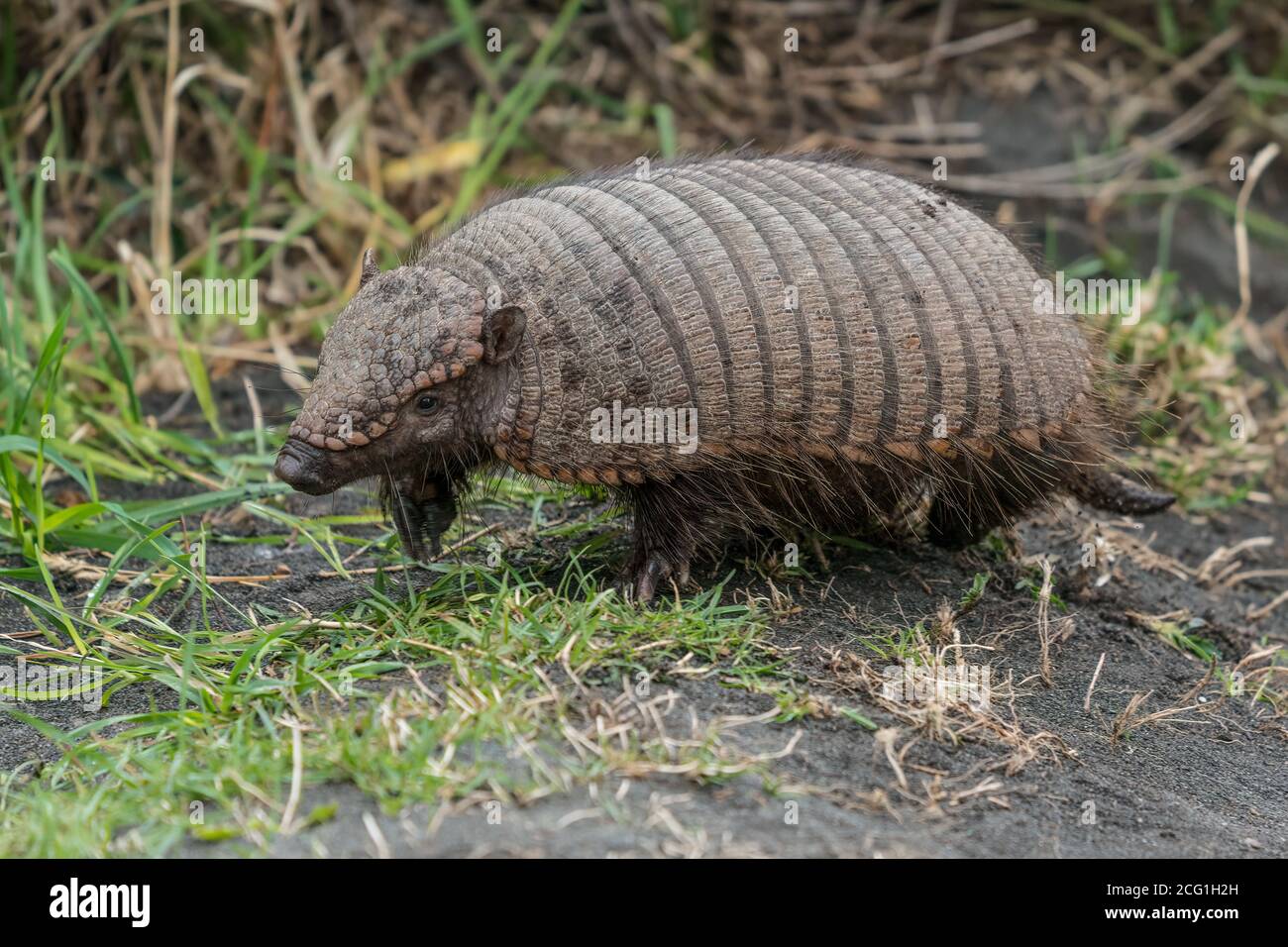 The Big Hairy Armadillo, Chaetophractus villosus, is the largest and most numerous of the armadillo species in South America. Torres del Paine Nation Stock Photo