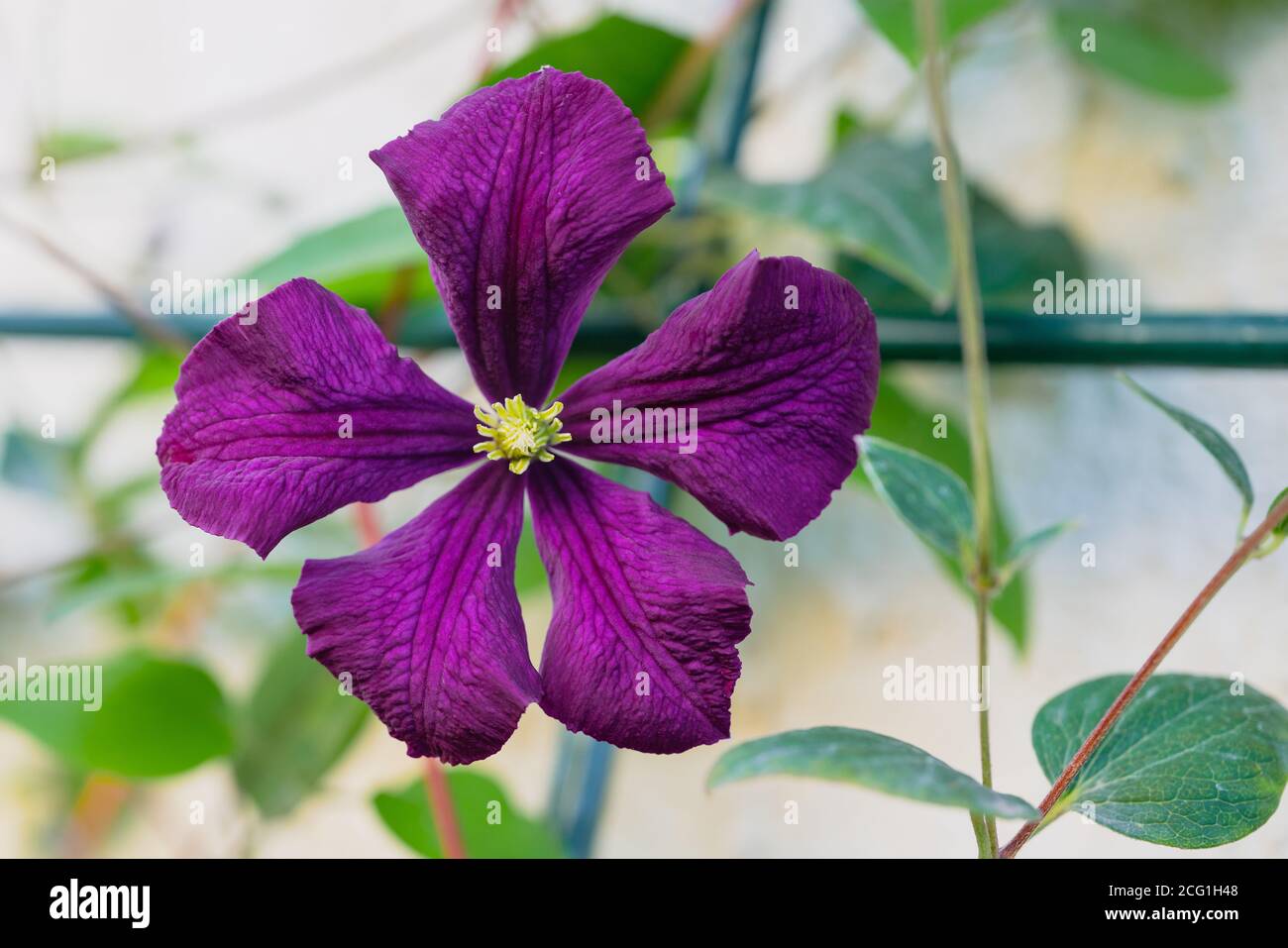 Purple clematis flower closeup in the garden. Clematis The President. Stock Photo