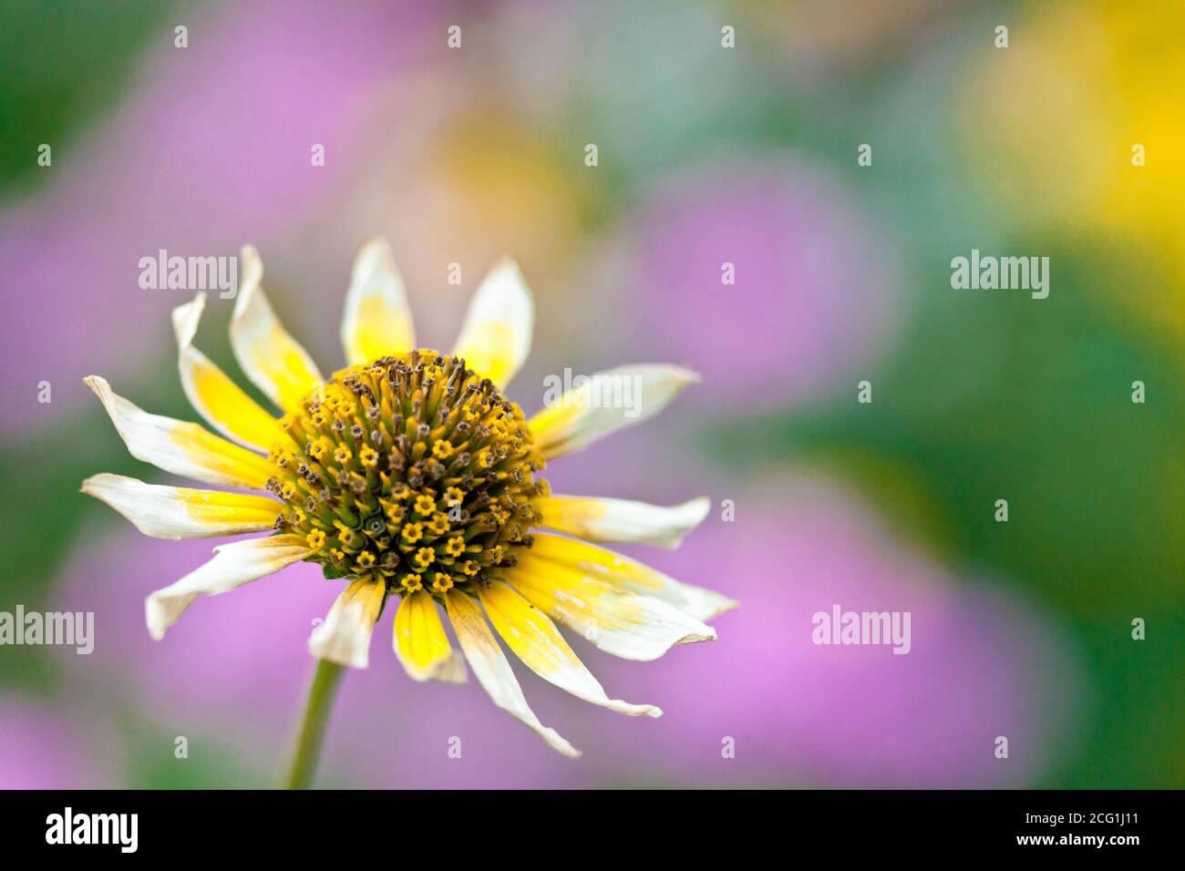 closeup of daisy outdoors in sun. High quality photo Stock Photo