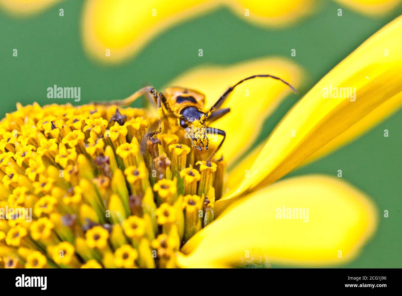 macro of bee on flower gathering pollen. High quality photo Stock Photo