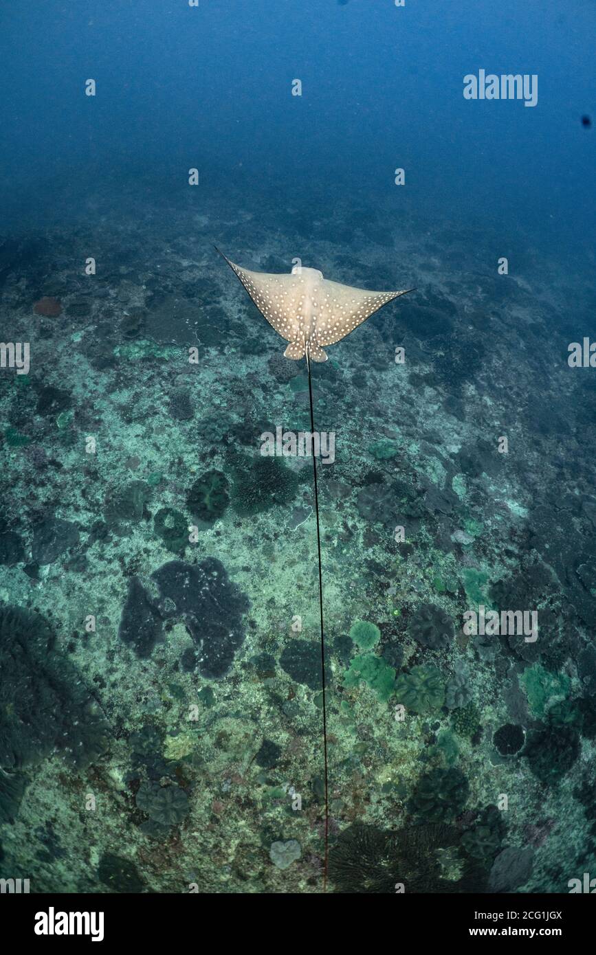 Spotted eagle ray from above swimming with scuba divers. High quality photo Stock Photo