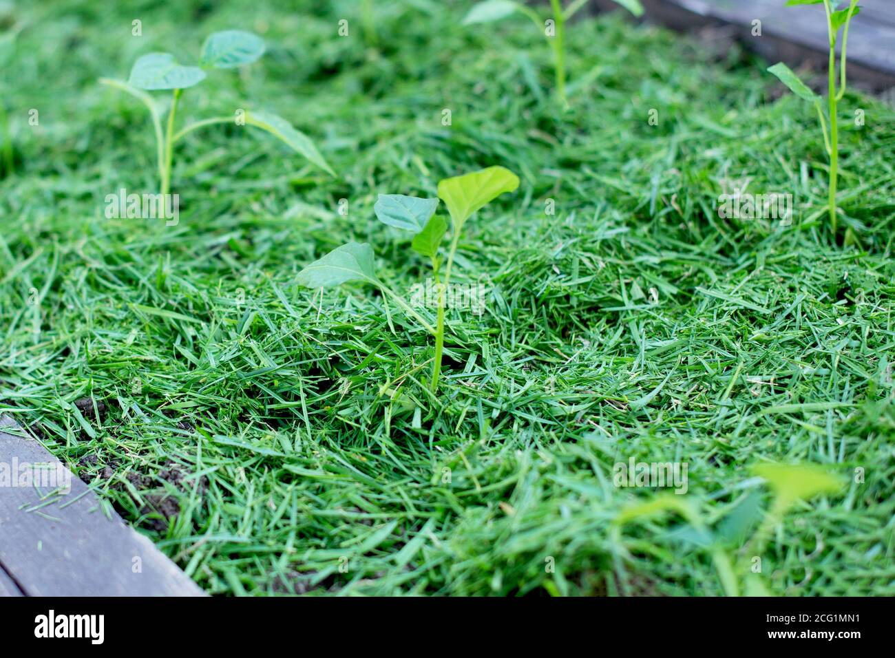 Mulching the topsoil on a vegetable bed with mowed grass from the lawn