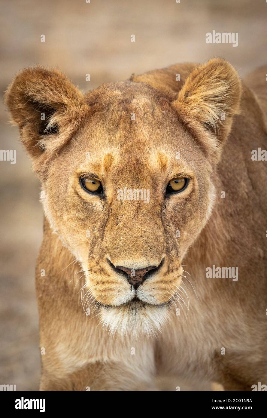 Vertical portrait of a lioness in Ndutu in Tanzania Stock Photo
