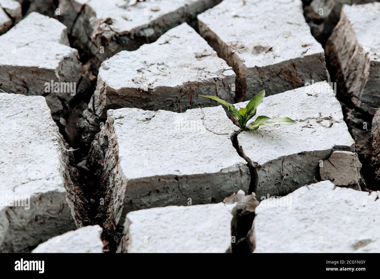 A green sprout sprouts from dry, cracked earth. The lack of rain, a global natural disaster. Global warming concept. Stock Photo